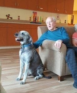 memory care visiting dog memory care visiting dog